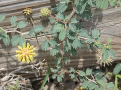Prosopis reptans