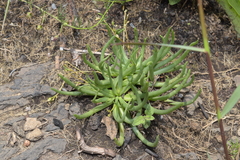 Phemeranthus napiformis