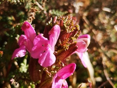 Pedicularis sylvatica