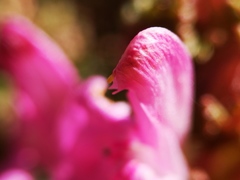 Pedicularis sylvatica