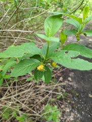 Lonicera involucrata involucrata
