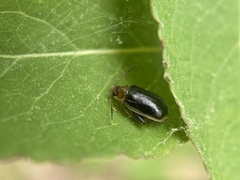 Capraita circumdata