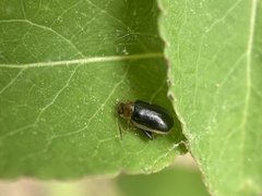 Capraita circumdata