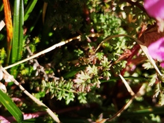 Pedicularis sylvatica