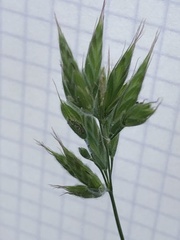 Bromus hordeaceus