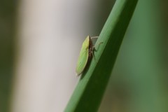 Draeculacephala constricta