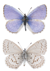 Celastrina asheri