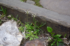 Capsella bursa-pastoris