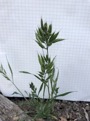 Bromus hordeaceus