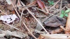 Neivamyrmex nigrescens