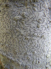 Phaeographis dendritica