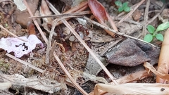 Neivamyrmex nigrescens