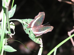 Eurytela hiarbas