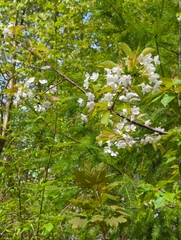 Prunus avium