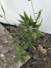 Bromus hordeaceus