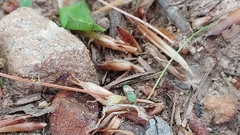 Neivamyrmex nigrescens