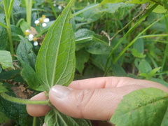 Alloispermum