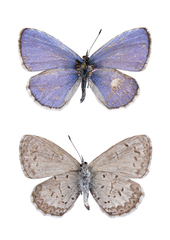 Celastrina asheri