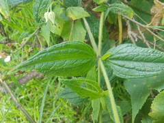 Alloispermum