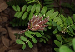 Astragalus agnicidus