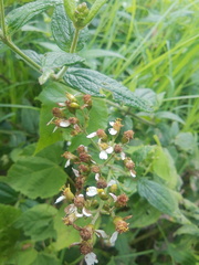 Alloispermum