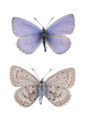 Celastrina asheri