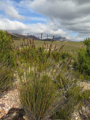 Hypodiscus synchroolepis