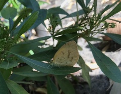 Eurema desjardinsii