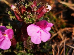 Pedicularis sylvatica