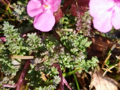 Pedicularis sylvatica