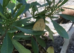 Eurema desjardinsii