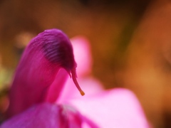 Pedicularis sylvatica