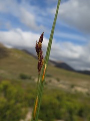 Hypodiscus synchroolepis