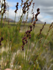 Hypodiscus synchroolepis