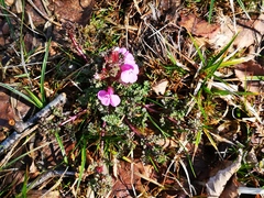 Pedicularis sylvatica