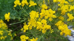 Genista radiata