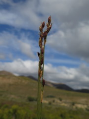 Hypodiscus synchroolepis