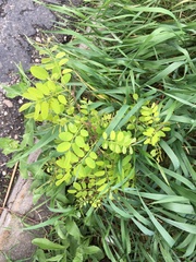 Robinia pseudoacacia