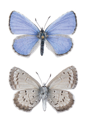 Celastrina asheri