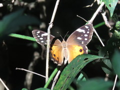 Paralethe dendrophilus