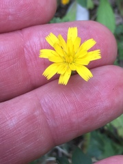 Hypochaeris achyrophorus
