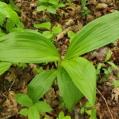 Veratrum parviflorum