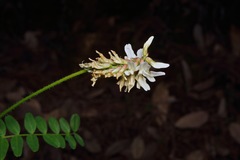 Astragalus agnicidus