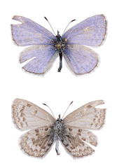 Celastrina asheri