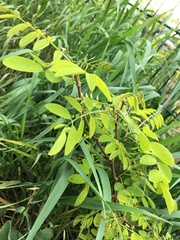 Robinia pseudoacacia