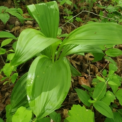 Veratrum parviflorum