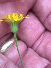 Hypochaeris achyrophorus