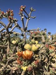 Cylindropuntia thurberi versicolor