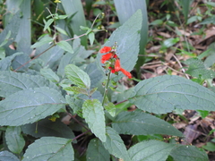 Salvia melissiflora