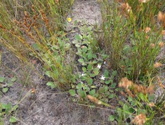 Haplocarpha oocephala